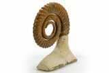 Early Devonian Ammonoid (Anetoceras) - Tazarine, Morocco #312713-3